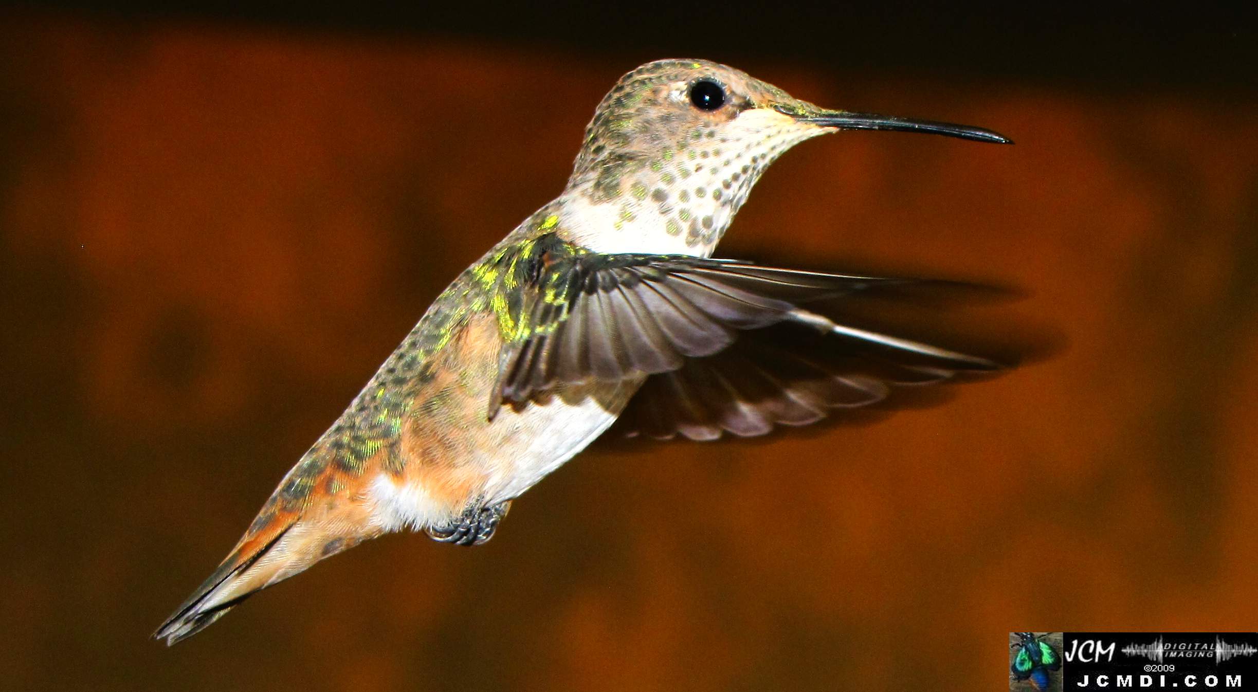 Hummingbird photo captured from Robo-Cam Motion Detection at JCMDI.COM